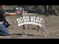 DOGU VLOG LURE COURSING SIGHTHOUNDS