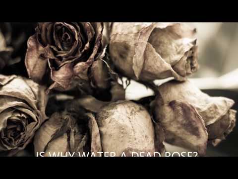 Why Water A Dead Rose (OFFICIAL LYRIC VIDEO)