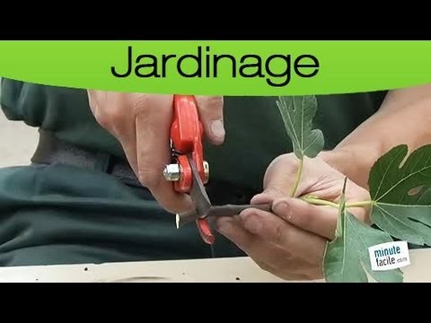 Jardinage : bouturer un figuier