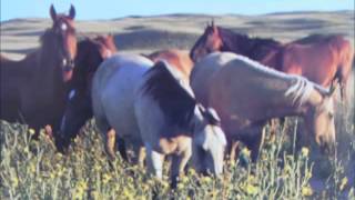 Frankie Miller -You Always Saw The blue Skies