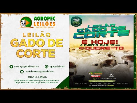 agropecleiloes.com LEILÃO GADO DE CORTE | BERRO DO BOI LEILÕES - DUERÉ -TO  02/04/2024