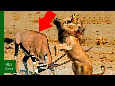 12 Scary Moments When Deadly Horns Crush Predators