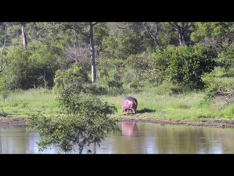 Djuma: Lone Hippo out of water feeding - 16:40 - 02/03/2020