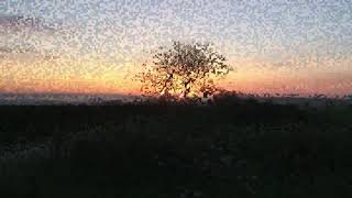preview picture of video 'Sunrise. 4-6-13. Dorset.'