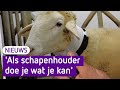 Nieuwe methode om schapen te beschermen