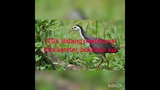 Download lagu suara ruak ruak jitu mp3