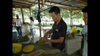 preview picture of video 'Durian Farm in Gurun, Kedah, Malaysia (吉打榴梿农场)'