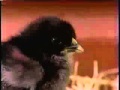 Nick Jr Up Next ID Chicks 1998 HQ