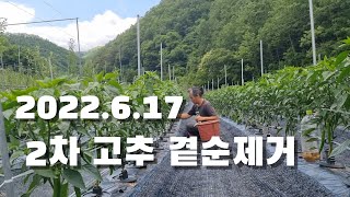 2022.6.17. 두번째 고추 곁순제거