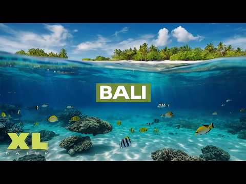 Bali unter Wasser: Die verborgene Wunderwelt der Tropen