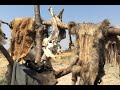 PantheraTV Bushmeat Poaching