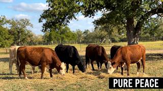 1 Hour of Cows Grazing on Hay in the Late Afternoon | Texas Pasture Life | Unwind AND Decompress