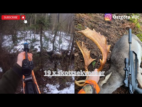 Blandade skottsekvenser, vildsvin, dovhjort & rådjur | jakt | hunting |