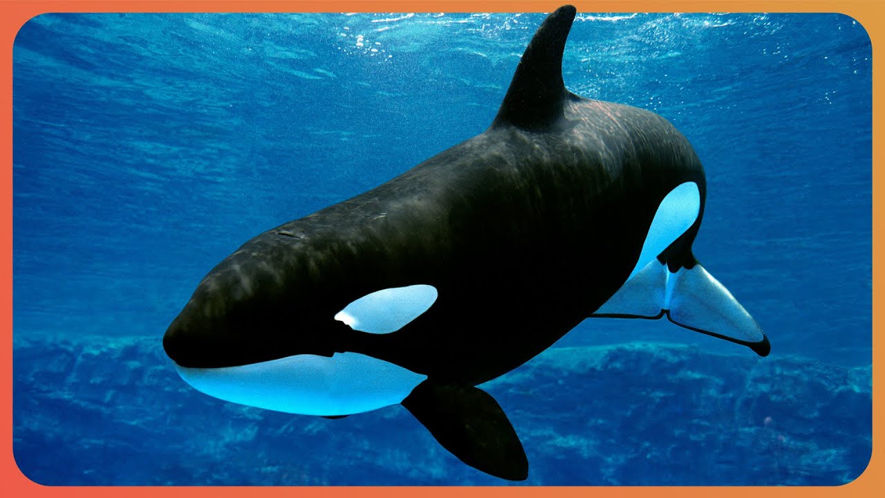 3 Hours Of Whale Rescues & Arctic Expeditions