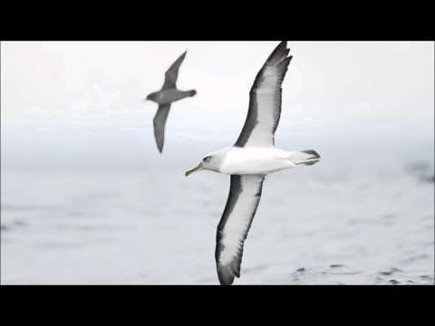 Fran Von Vie - Albatros (Original Mix)