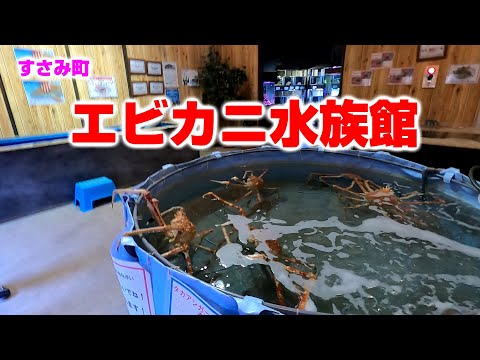 水族館のエビのケア