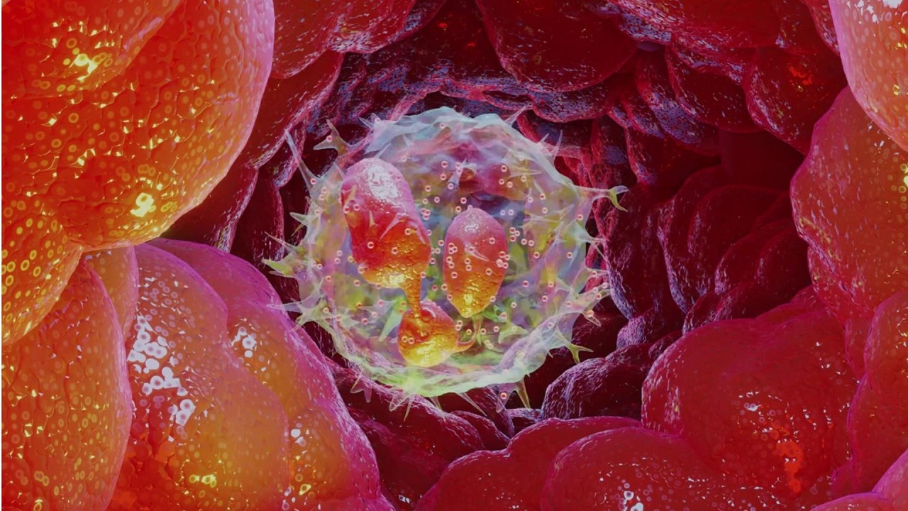 Inner life of cell : 3D animation