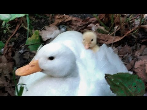 [free] nothing,nowhere. x 9tails type beat - "like everyone else" (yung rospo)