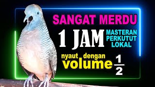 Download lagu 1 JAM terapi masteran Perkutut Lokal Gacor mp3 Download lagu 1 JAM terapi masteran Perkutut Lokal Gacor mp3