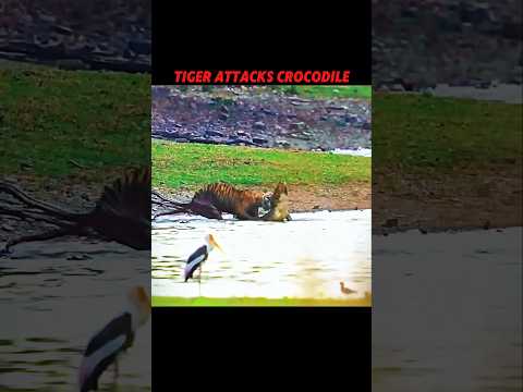 The Tiger Shows Who's Really the Strongest #trending #animals #wildlife #youtubeshorts #tiger