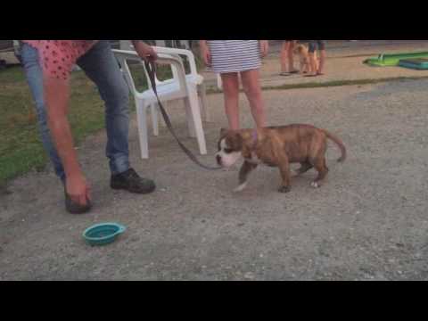 puppy cursus - beheersing voerbak - Hondenschool Kersten