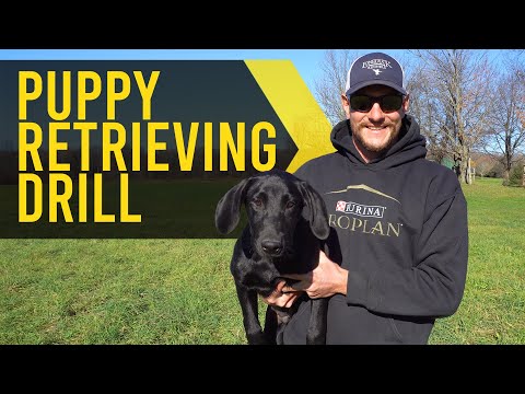Teaching Puppies to Retrieve