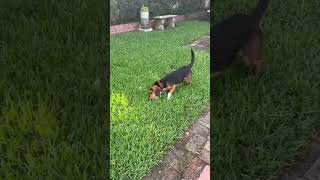 Video preview image #1 Beagle Puppy For Sale in Dunnellon, FL, USA