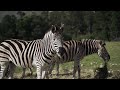 Plain Zebras Meeting