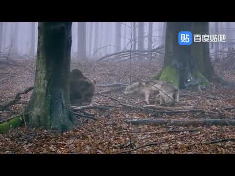 Brown bear takes on two wolves