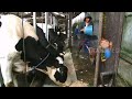 Kepoin Proses Memerah Susu Sapi SI OTAN