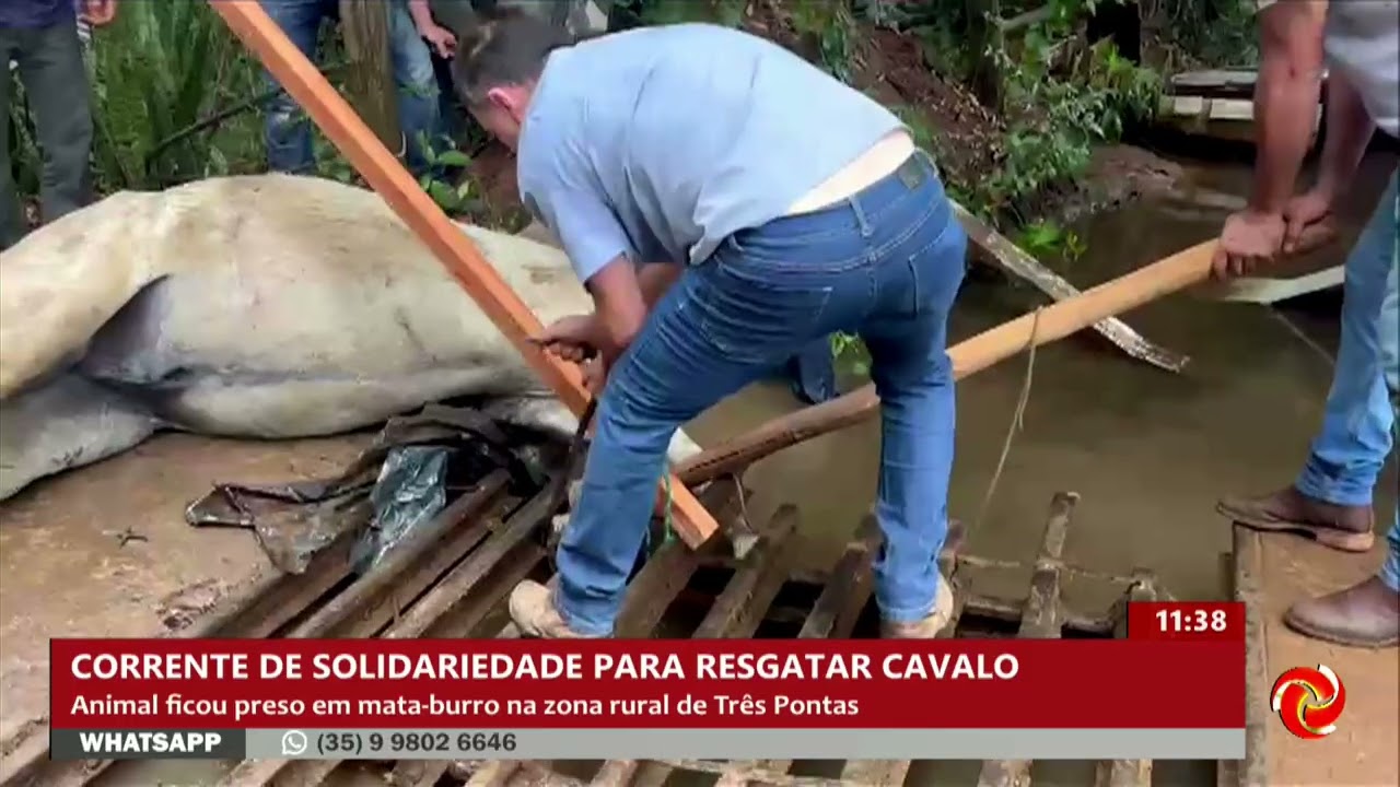 Força-tarefa salva cavalo preso em mata-burro em Três Pontas