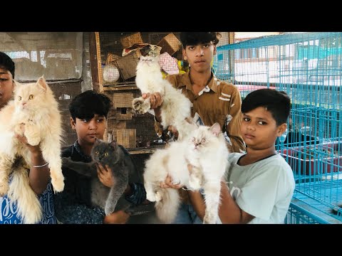 cat farming in india || pet’s Holic || persian cat farm || maviya cattery