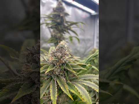 With @FastBudsGenetics  use my Code 15% „AUFWS“ #discount #cheap #action #plants #seeds