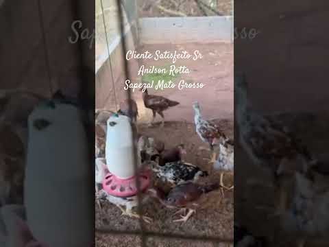 Cliente Satisfeito Sr Anilson Rotta Sapezal Mato Grosso #pets #galinha