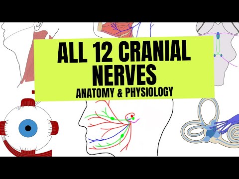 All 12 Cranial Nerves | Anatomy & Physiology