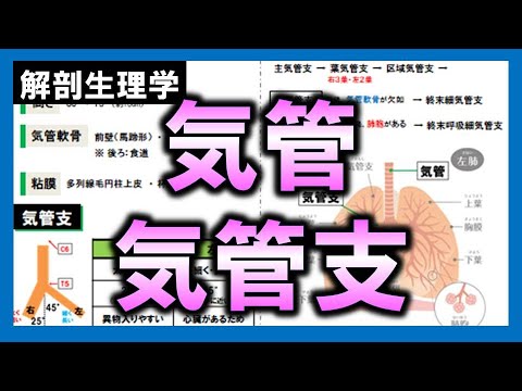 ICD-10 第 10 章: 呼吸器系の疾患 - 定義