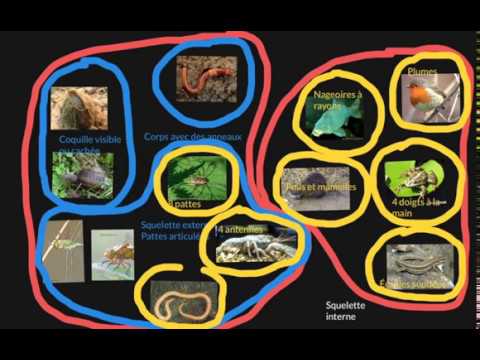 Comprendre la méthode de classification des êtres vivants