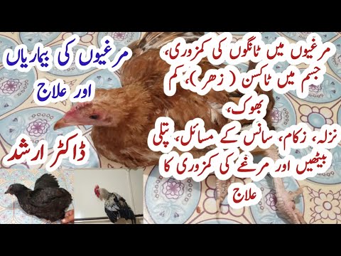 , title : 'Poultry Diseases, Symptoms, Prevention and  Treatment in Pakistan | Dr.Arshad | Legs Weakness |Toxin'