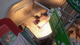 Chicks at Blain's Farm and fleet