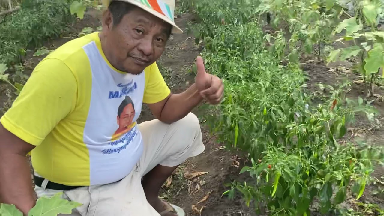 Pangangalaga ng halaman