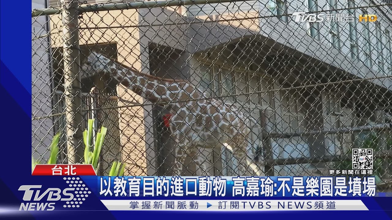 10年死8隻長頸鹿! 動保4控六福村「漠視動物」