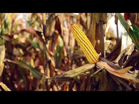 Famicompo: No. 004 - Hex125 - Maisfield (Original)