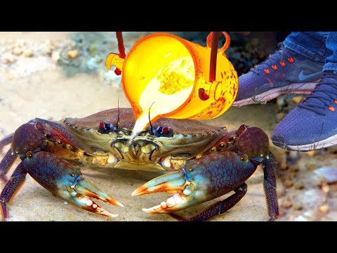 Experiment: Lava vs Crab