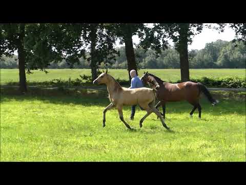 Sold - Weser Ems Ponyhengstfohlen von Dating AT