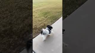 Papillon Puppies Videos