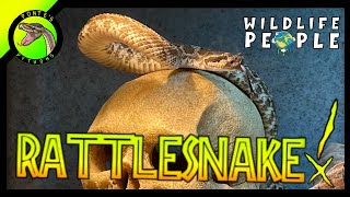 CCTV - Medusa, Crotalus Oreganus Helleri, Southern Pacific Rattlesnake - EP1 🐍 🌎