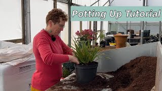 Moving Plants To Bigger Pots | 3 Min Tutorial