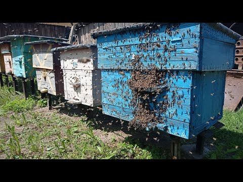 Рой запаска! Запасная матка не помешает. Бывает год когда матки чаще теряются при облёте.