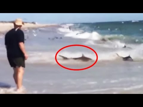 Rare Shark Feeding Frenzy in North Carolina