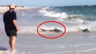 Viral Shark Video Gives Rare Look at a Feeding Frenzy Viral Shark Video Gives Rare Look at a Feeding Frenzy
